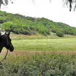 טיולי סוסים